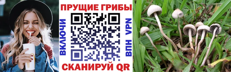 KRAKEN ссылки Ефремов Галлюциногенные грибы GOLDEN TEACHER